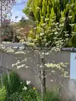 大仙寺(京都府)
