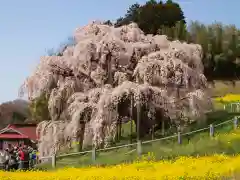 瀧桜神明宮の自然