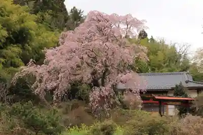 瑞雲寺の自然