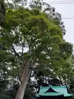 酒門神社の自然