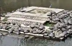 四天王寺の動物