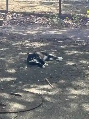 息栖神社の動物