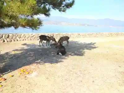 長浜神社の動物