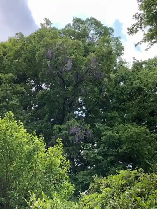 糀谷八幡宮の自然