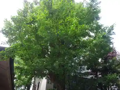 銀杏岡八幡神社の自然