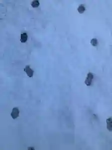 鹿角八坂神社(秋田県)(2025年01月10日(金) 19時55分39秒投稿)