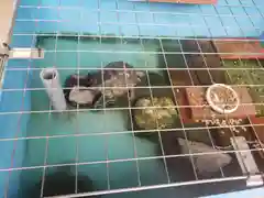 万福寺の動物