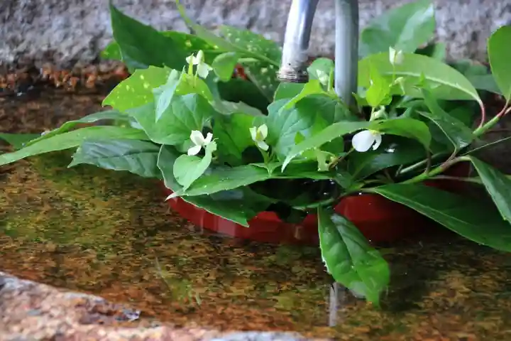 愛宕神社の手水舎
