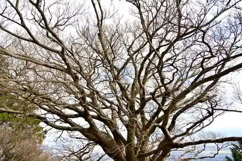 大山阿夫利神社本社の自然
