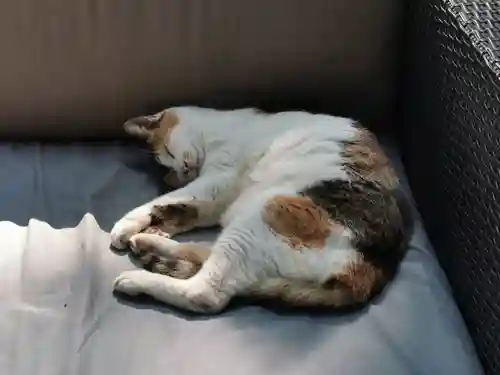 戸越八幡神社の動物