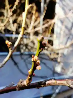 月窓寺(東京都)