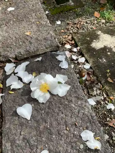今市報徳二宮神社の自然
