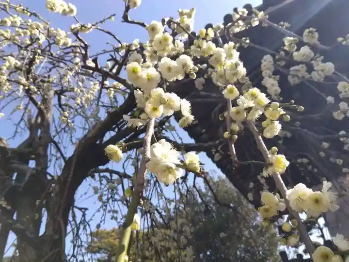 養泉寺(三重県)