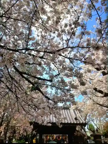 新井薬師（梅照院）(東京都)