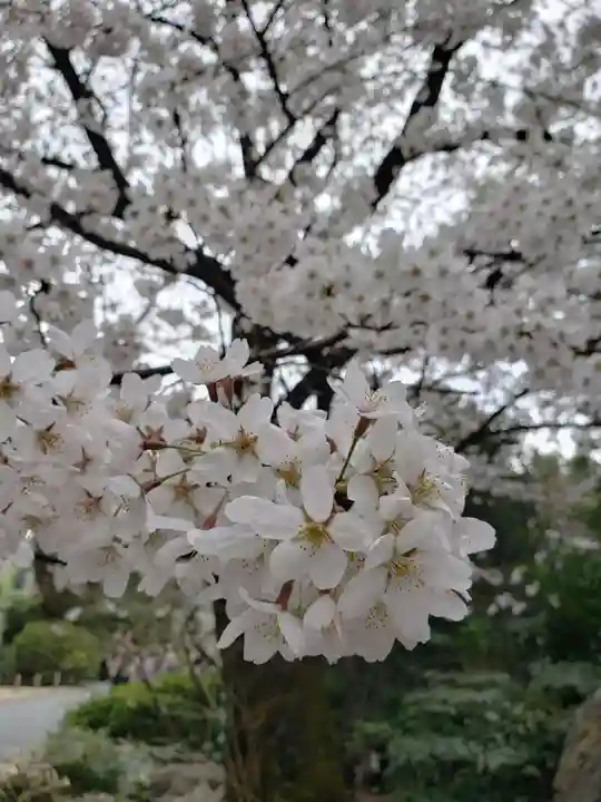 阿佐ヶ谷神明宮の自然