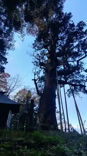 木幡山隠津島神社(二本松市)の自然