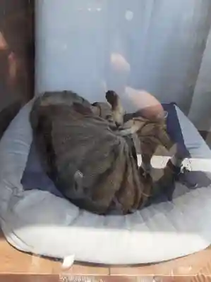 中野沼袋氷川神社(東京都)