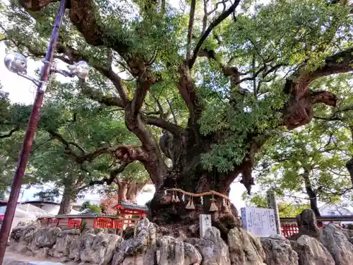 宇美八幡宮の自然