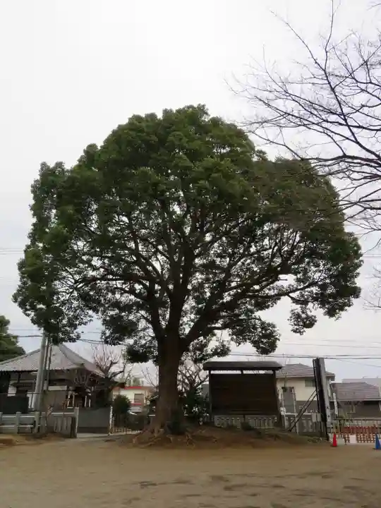 下総国三山 二宮神社の自然