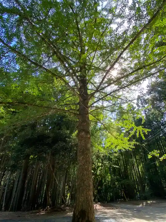 サムハラ神社 奥の宮の自然