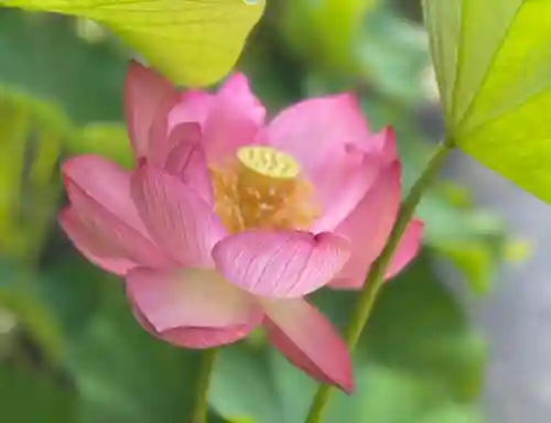 伊勢の国 四天王寺(三重県)