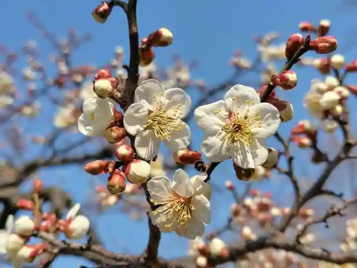 開成山大神宮(福島県)