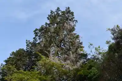 日吉大社の自然