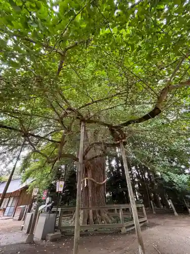 水戸八幡宮の{uncategorized: "未分類", other: "その他", undefined: "問題あり", building: "その他建物", grave: "お墓", sacred_gate: "鳥居", guardian: "狛犬", statue: "像", buddha: "仏像", history: "歴史", nature: "自然", garden: "庭園", animal: "動物", pagoda: "塔", temizu: "手水舎", mountain_gate: "山門・神門", sanctuary: "本殿・本堂", subordinate: "末社・摂社", art: "芸術", scenery: "景色", jizo: "地蔵", ema: "絵馬", goshuin: "御朱印", omikuji: "おみくじ", items: "授与品その他", amulet: "お守り", goshuincho: "御朱印帳", eats: "食事", festival: "お祭り", votive_dance: "神楽", shichigosan: "七五三参", wedding: "結婚式", experience: "体験その他", initially: "初詣", around: "周辺", anti_infection: "感染症対策"}