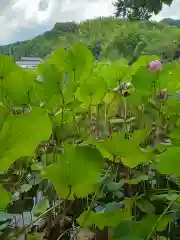 浄瑠璃寺(愛媛県)