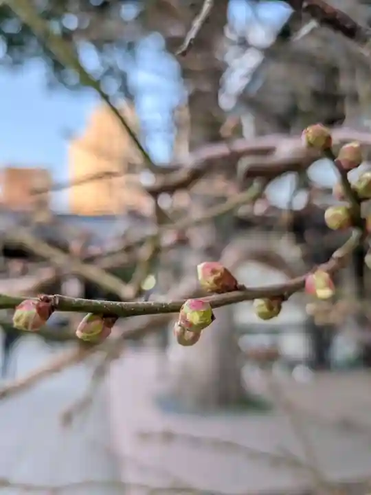 鳩森八幡神社(東京都)