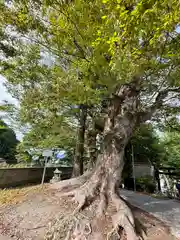 諏訪大社上社前宮(長野県)