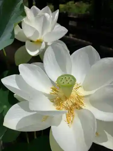 長谷寺(奈良県)
