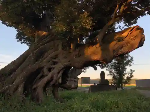 八幡神社の自然