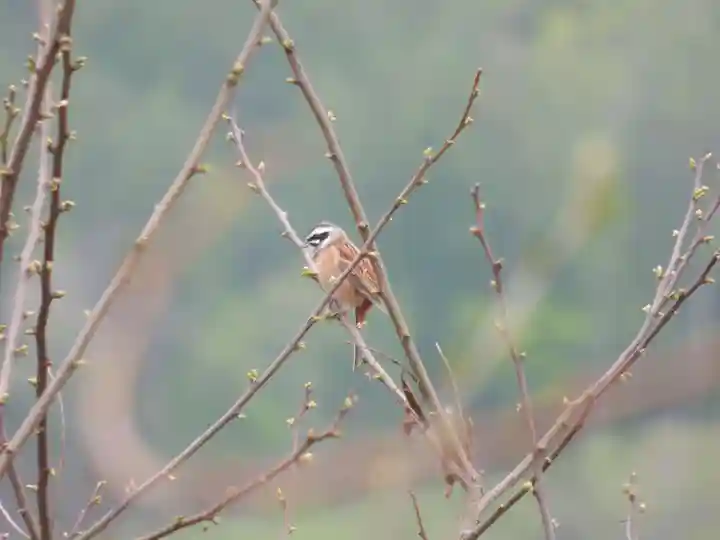 留辺蘂神社の動物