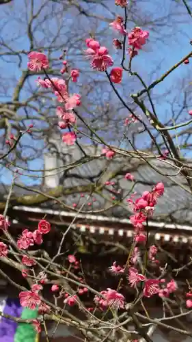 根来寺 智積院の自然