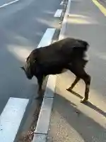 拍子神社(春日大社末社)(奈良県)