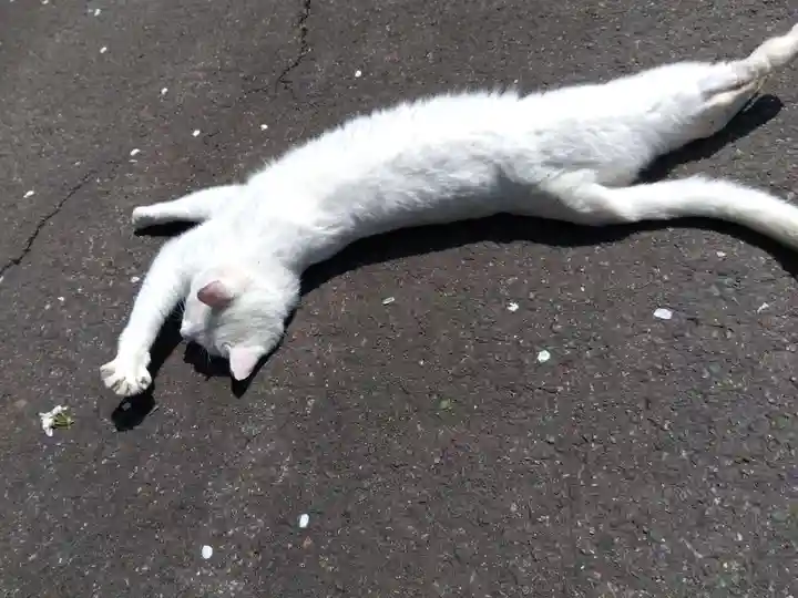 御誕生寺(猫寺)(福井県)