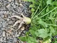 茂岩神社の食事