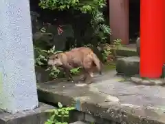 東山稲荷神社の動物