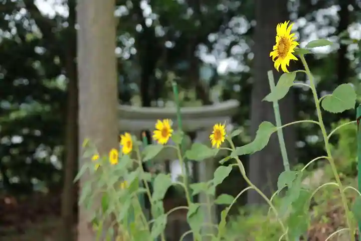 阿久津「田村神社」(郡山市阿久津町)旧社名:伊豆箱根三嶋三社の自然