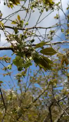 平野神社(京都府)