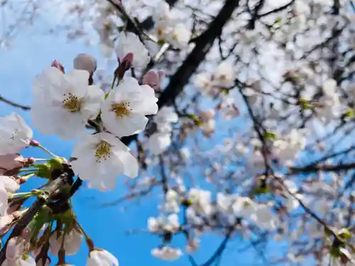 總社 和田八幡宮の自然