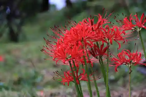 阿久津「田村神社」（郡山市阿久津町）旧社名：伊豆箱根三嶋三社の庭園