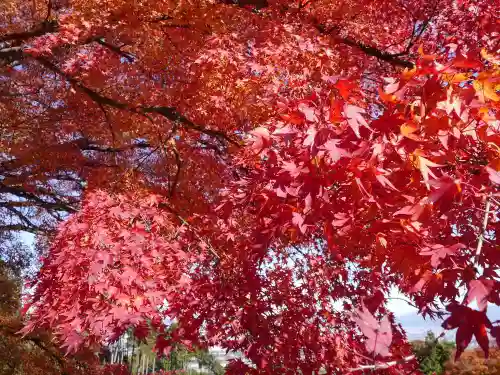 善峯寺の自然