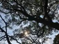 千栗八幡宮の自然