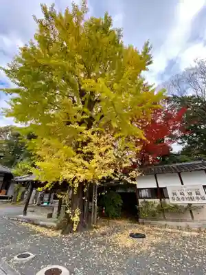 東本願寺岡崎別院の自然
