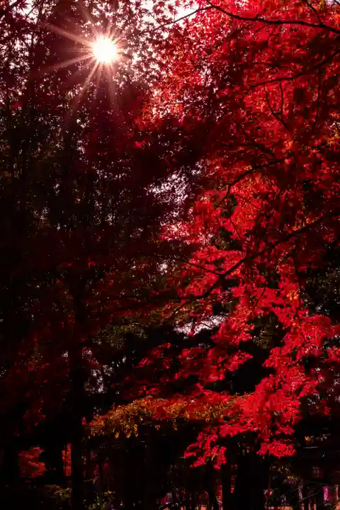 賀茂別雷神社(上賀茂神社)(京都府)