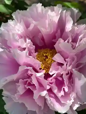 薬師院(兵庫県)