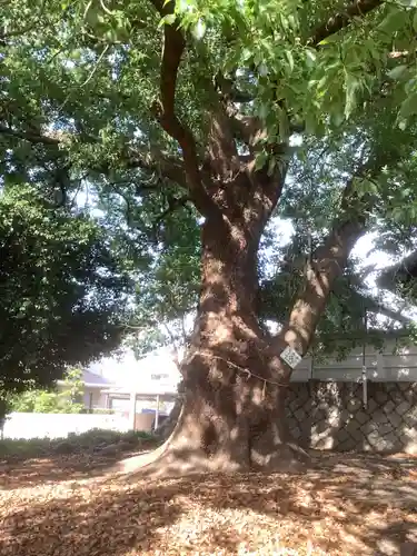和爾良神社の自然