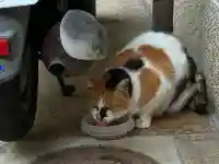 京都大神宮の{uncategorized: "未分類", other: "その他", undefined: "問題あり", building: "その他建物", grave: "お墓", sacred_gate: "鳥居", guardian: "狛犬", statue: "像", buddha: "仏像", history: "歴史", nature: "自然", garden: "庭園", animal: "動物", pagoda: "塔", temizu: "手水舎", mountain_gate: "山門・神門", sanctuary: "本殿・本堂", subordinate: "末社・摂社", art: "芸術", scenery: "景色", jizo: "地蔵", ema: "絵馬", goshuin: "御朱印", omikuji: "おみくじ", items: "授与品その他", amulet: "お守り", goshuincho: "御朱印帳", eats: "食事", festival: "お祭り", votive_dance: "神楽", shichigosan: "七五三参", wedding: "結婚式", experience: "体験その他", initially: "初詣", around: "周辺", anti_infection: "感染症対策"}